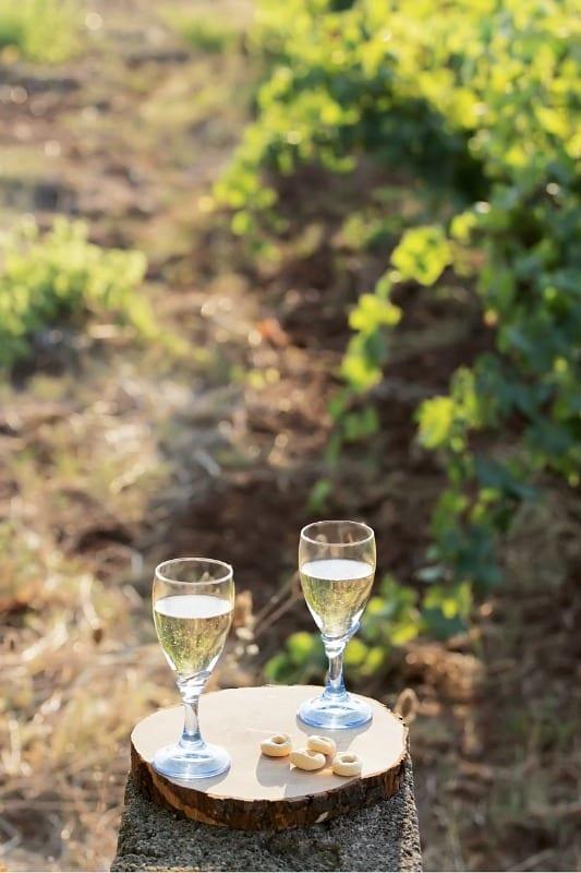 Due calici e taralli su un ceppo in vigna: la ricompensa del rientro